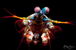 Portrait of a Mantis shrimp, Lembeh strait. by Filip Staes 